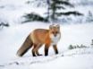 Tapety na plochu - Fox in the snow