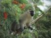 Tapety na plochu - Monkey in tree