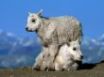 Tapety na plochu - Two baby goats