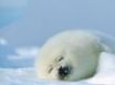 Tapety na plochu - Harp Seal