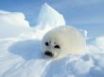 Tapety na plochu - Harp Seal Pup
