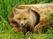 Tapety na plochu - Orange fox