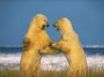 Tapety na plochu - Sparring Polar Bears