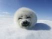 Tapety na plochu - Harp Seal Pup