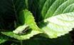 Tapety na plochu - Frog on leaf