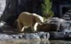 Tapety na plochu - Lonely polar bear