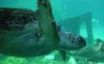 Tapety na plochu - Swimming turtle