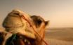 Tapety na plochu - Camel close up