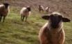 Tapety na plochu - Curious sheep