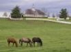 Tapety na plochu - Horse farm
