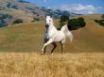 Tapety na plochu - Beautiful white horse