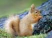 Tapety na plochu - Squirrel eating