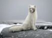 Tapety na plochu - Polar fox
