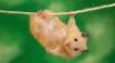 Tapety na plochu - Hanging hamster