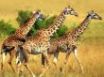 Tapety na plochu - Giraffe trio