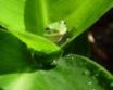 Tapety na plochu - Frog on a leaf