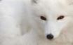 Tapety na plochu - Polar Fox