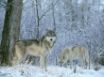 Tapety na plochu - Winter Wolfes