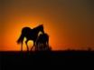 Tapety na plochu - Sunset Horses