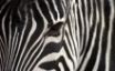 Tapety na plochu - Leopard Zebra