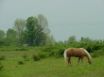 Tapety na plochu - Horse Nature