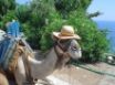 Tapety na plochu - Camel Hat