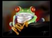 Tapety na plochu - Red Eye Frog