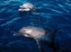 Tapety na plochu - Frolicking dolphins