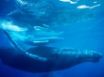 Tapety na plochu - Humpback whale 3