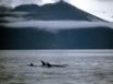 Tapety na plochu - Orca whales family