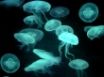 Tapety na plochu - Drifters jellyfish