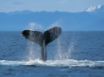 Tapety na plochu - Humpback whale