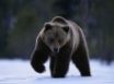 Tapety na plochu - Winter big bear