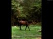 Tapety na plochu - Pony in nature