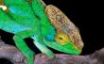 Tapety na plochu - Green chameleon