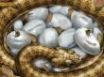 Tapety na plochu - Hatching snakes