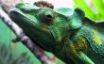 Tapety na plochu - Green iguana