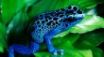 Tapety na plochu - Blue frog
