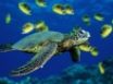 Tapety na plochu - Green sea turtle