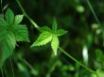 Tapety na plochu - Beautiful green leaf