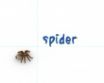 Tapety na plochu - Spider Desk