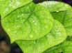 Tapety na plochu - Water on leafs