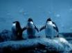 Tapety na plochu - Penguins desktop