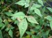 Tapety na plochu - Green leafs