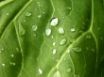 Tapety na plochu - Water on leaf
