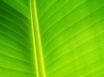 Tapety na plochu - Light Green leaf