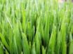 Tapety na plochu - Green grass