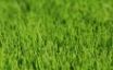 Tapety na plochu - Vista grass 2