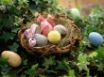 Tapety na plochu - Eggs in a Nest