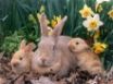 Tapety na plochu - Palomino Rabbits